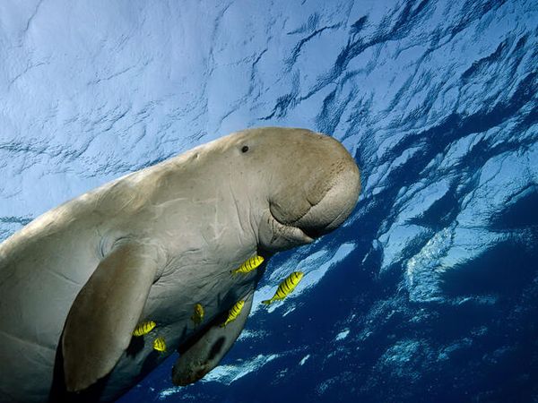 niftymoves dugong